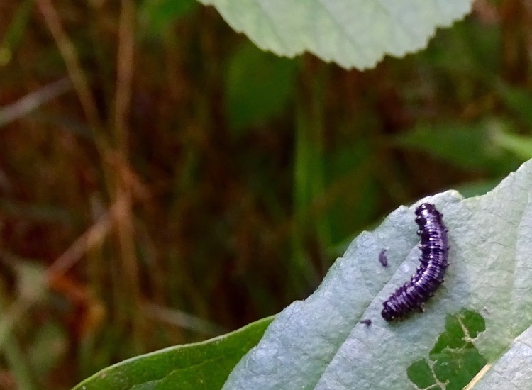 Larve van Elzenhaantje.
