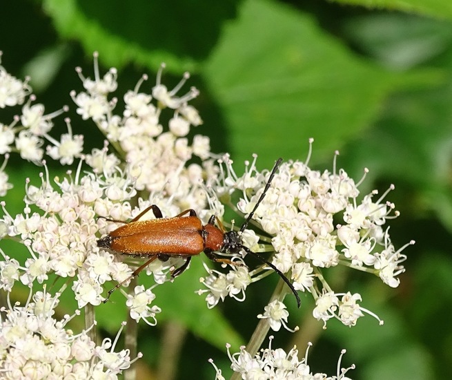 Vrouwtje Stictoleptura rubra.