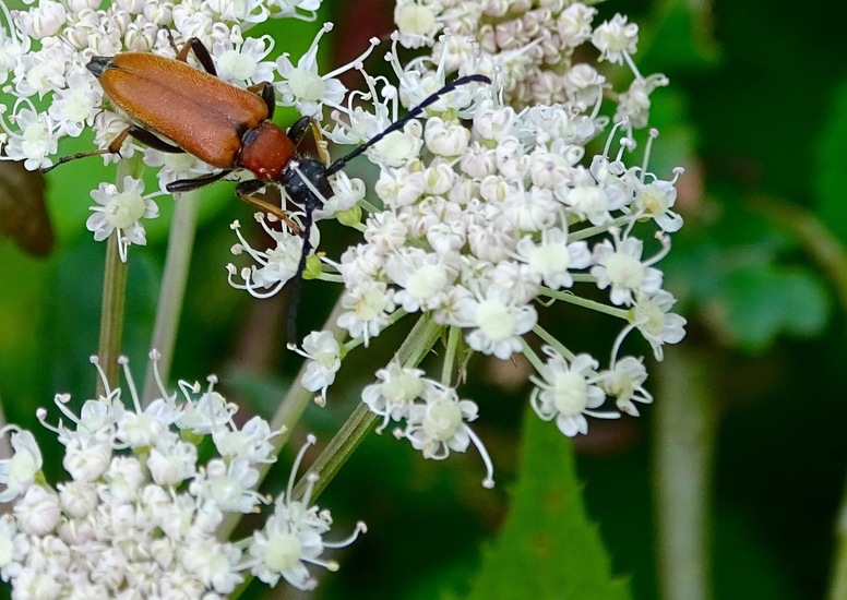 Vrouwtje Stictoleptura rubra.