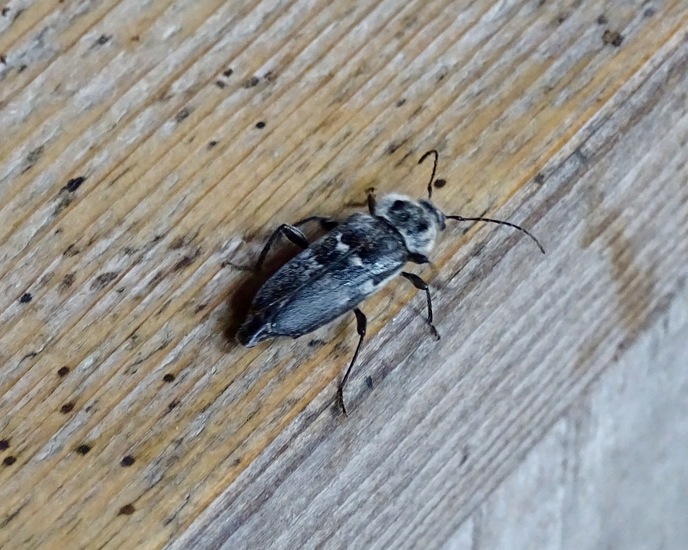 Huisboktor, Hylotrupes bajulus