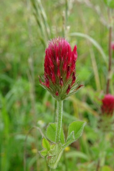 Veldje bij Dorst, 2015.