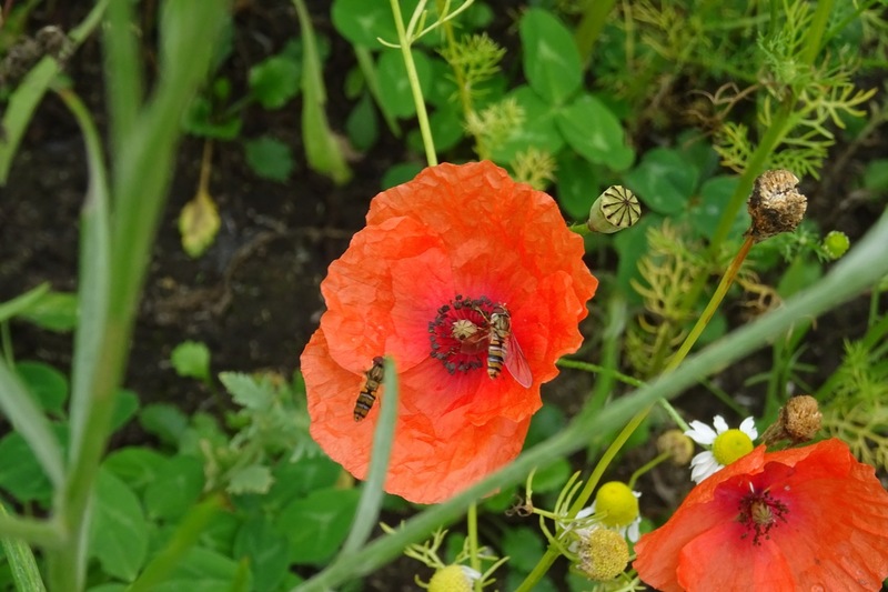 Veldje bij Dorst, 2015.