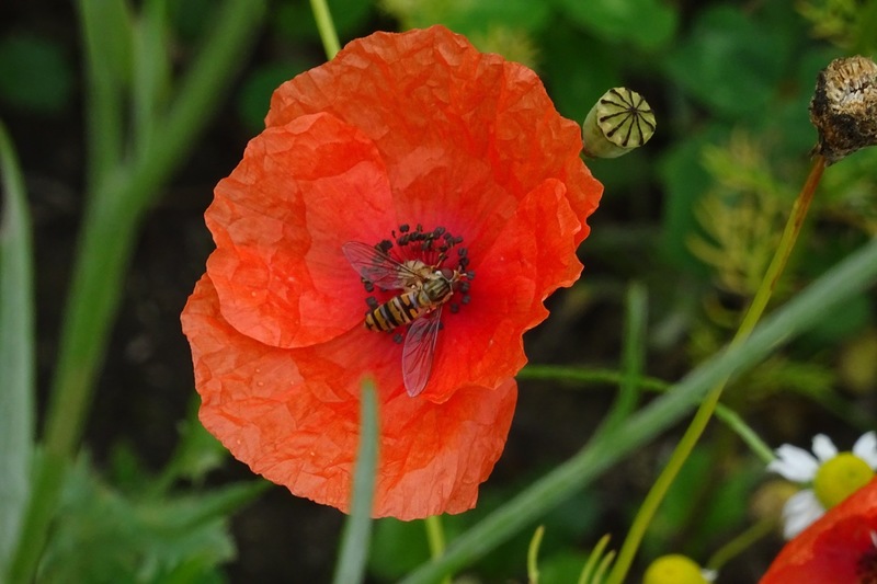 Veldje bij Dorst, 2015.