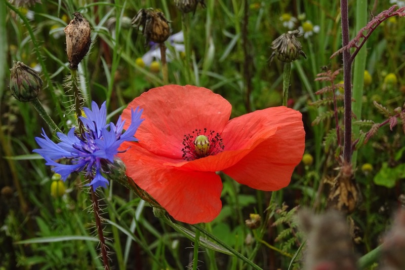 Veldje bij Dorst, 2015.