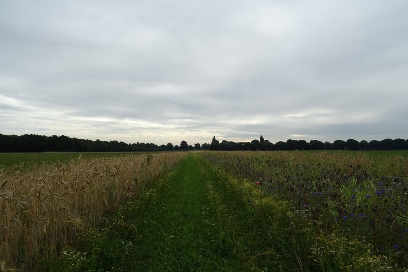 Veldje bij Dorst, 2015.