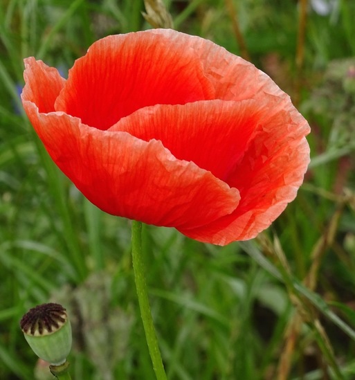 Veldje bij Dorst, 2015.