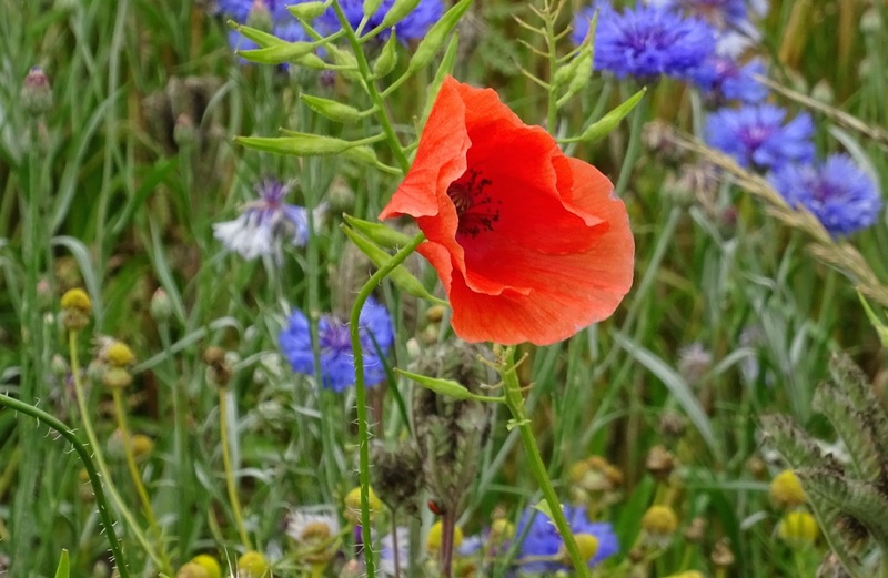 Veldje bij Dorst, 2015.