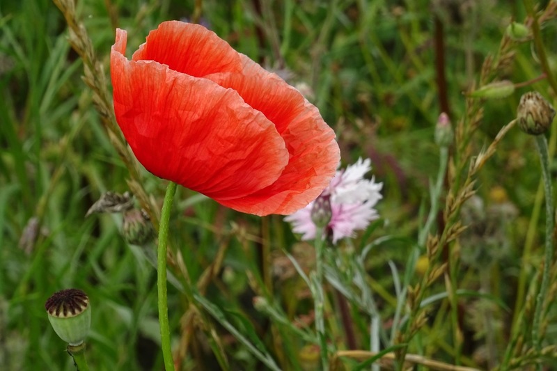 Veldje bij Dorst, 2015.