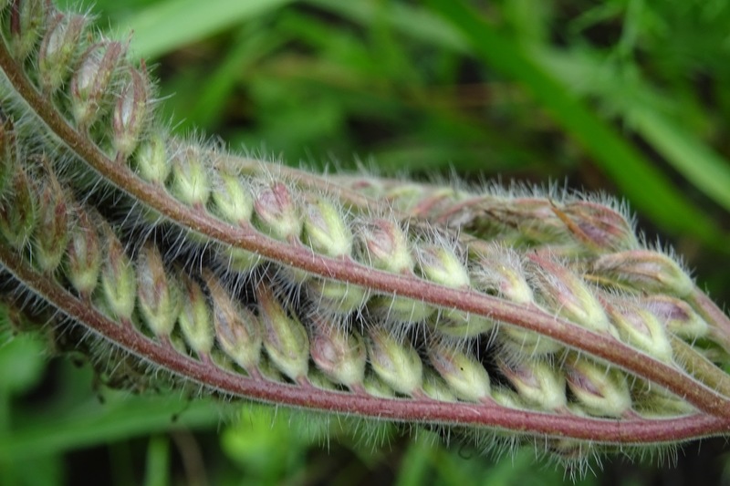 Veldje bij Dorst, 2015.
