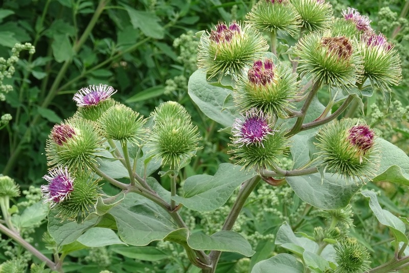 Veldje bij Dorst, 2015.