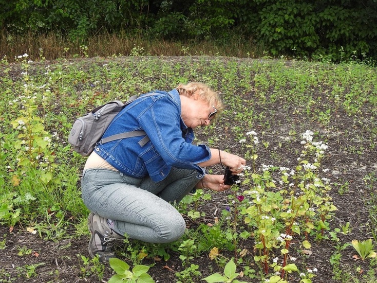 Veldje bij Dorst, 2015.