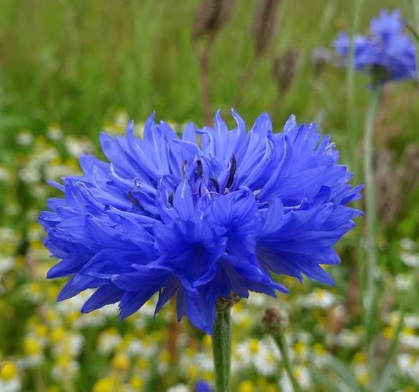 Veldje bij Dorst, 2015.