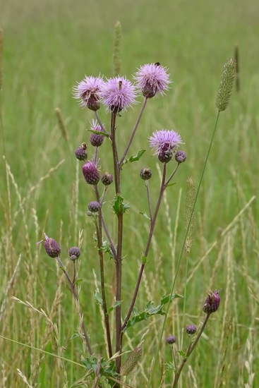 Veldje bij Dorst, 2015.