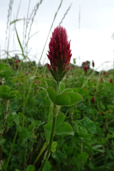 Veldje bij Dorst, 2015.