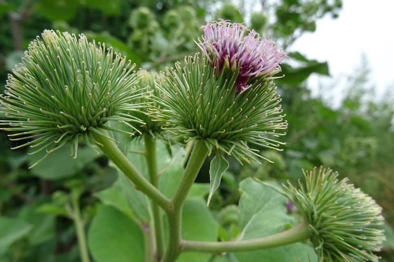 Veldje bij Dorst, 2015.