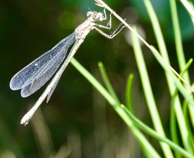 Pantser juffer vrouwtje.