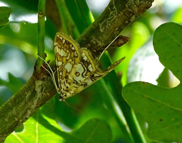 Melkwitte waterleliemot.