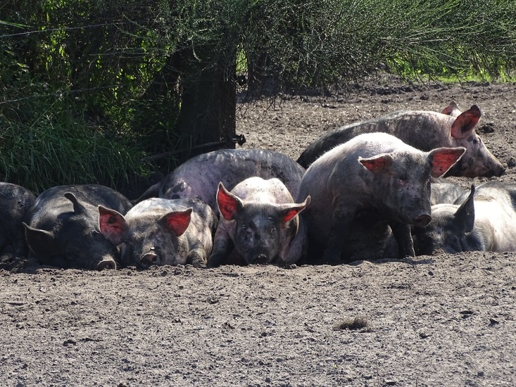 Weidevarkens.