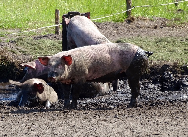 Weidevarkens.