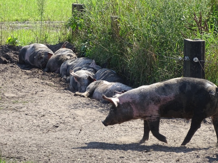 Weidevarkens.