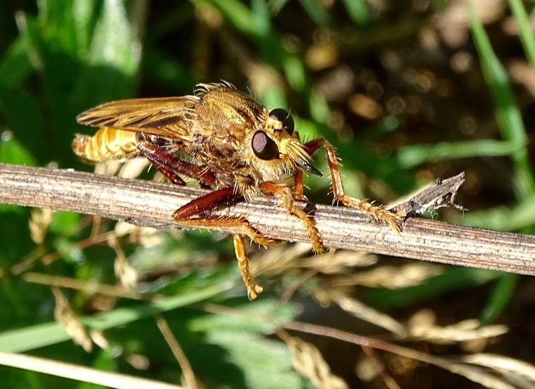 Hoornaarzweefvlieg.
