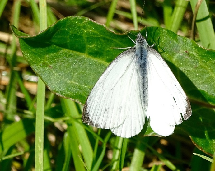 Groot Koolwitje, Mannetje.