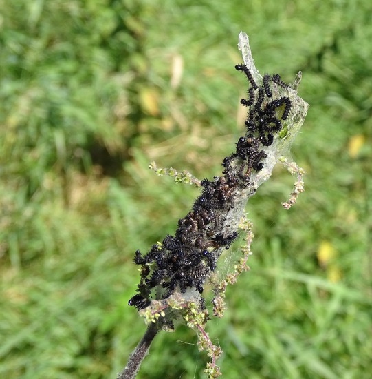 Rups van de Dagpauwoog.