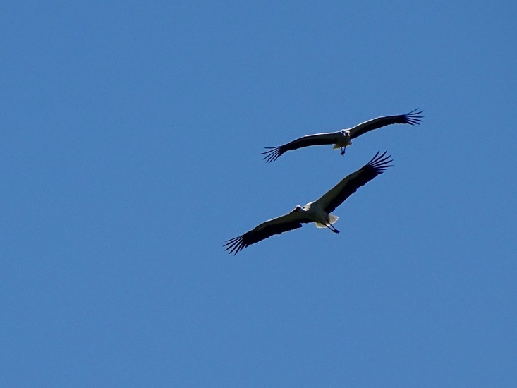 De Moerputten, aug. 2016.