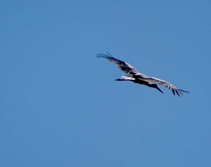 De Moerputten, aug. 2016.