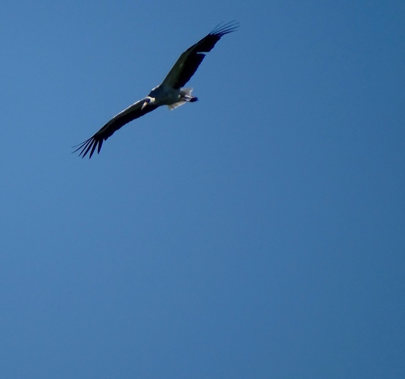 De Moerputten, aug. 2016.