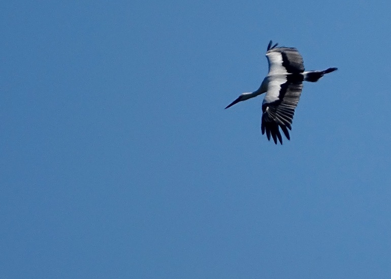 De Moerputten, aug. 2016.