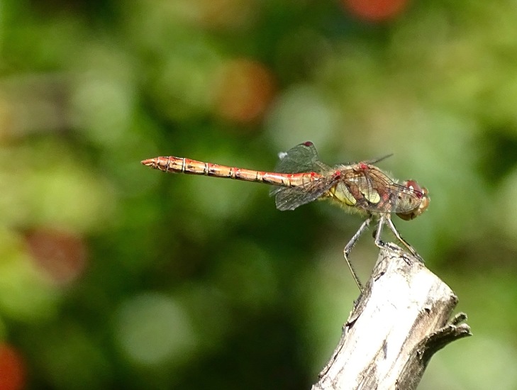 Bruinrode Heidelibelle.