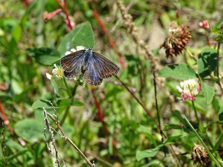De Moerputten, aug. 2016.