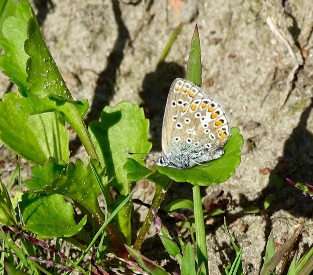 De Moerputten, aug. 2016.