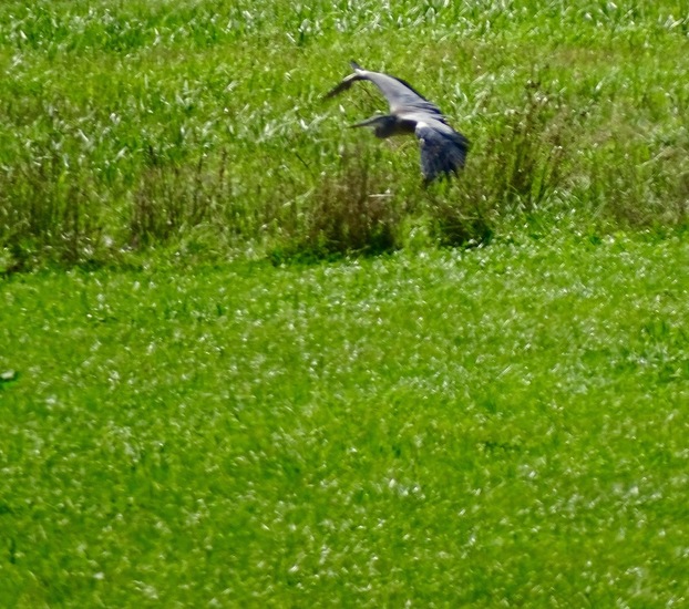 Ooievaar in de Moerputten.