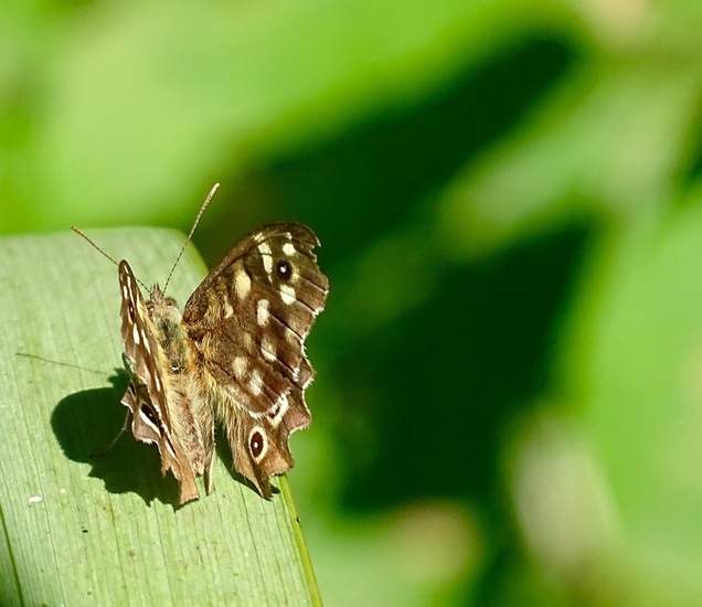 De Moerputten, aug. 2016.