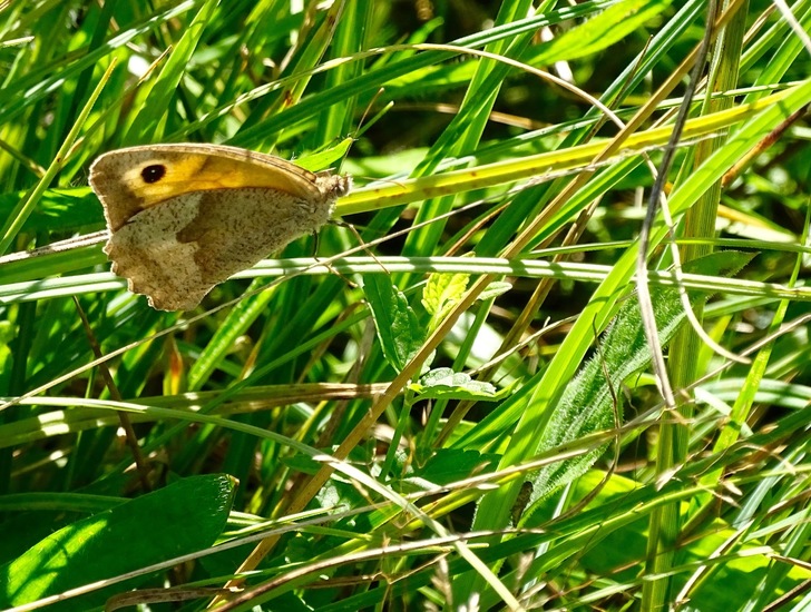 De Moerputten, aug. 2016.