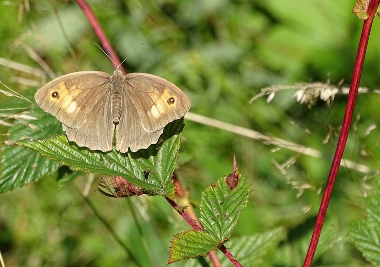 De Moerputten, aug. 2016.