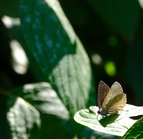 De Moerputten, aug. 2016.