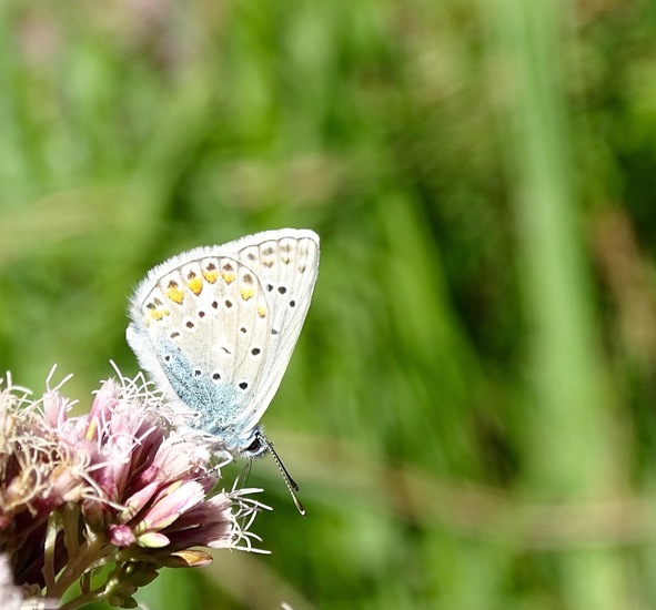 De Moerputten, aug. 2016.