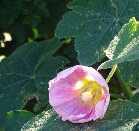 2016, de Moerputten.