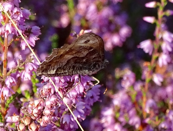 Loonse en Drunense duinen.