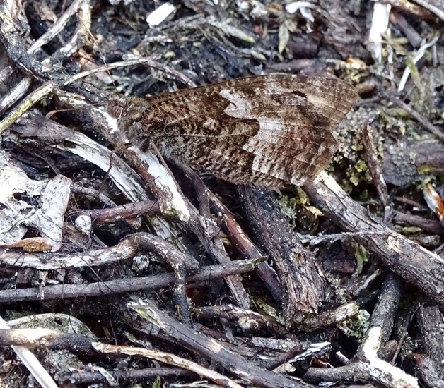 Loonse en Drunense duinen.