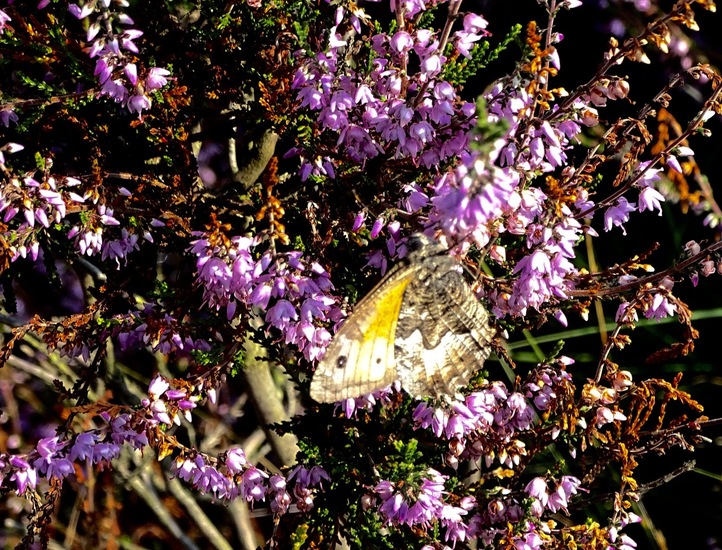 Loonse en Drunense duinen.