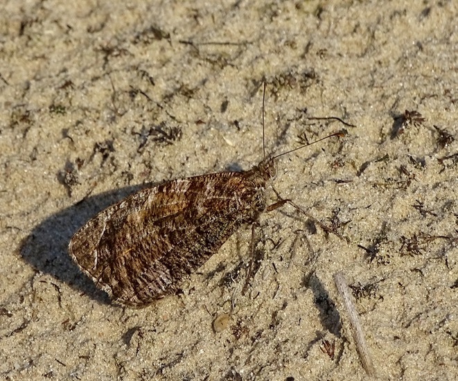 Loonse en Drunense duinen.