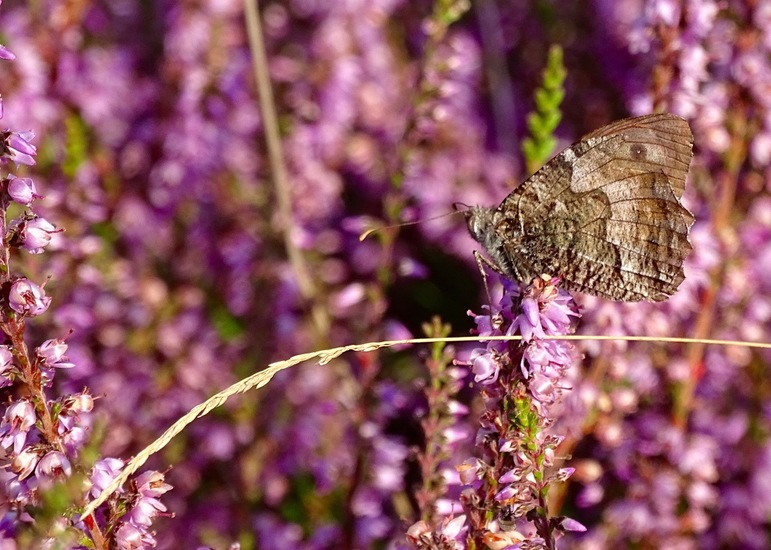 Loonse en Drunense duinen.