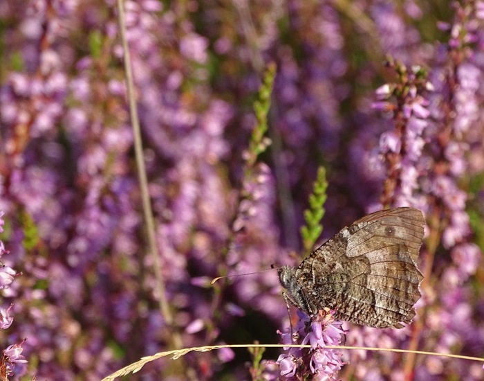 Loonse en Drunense duinen.