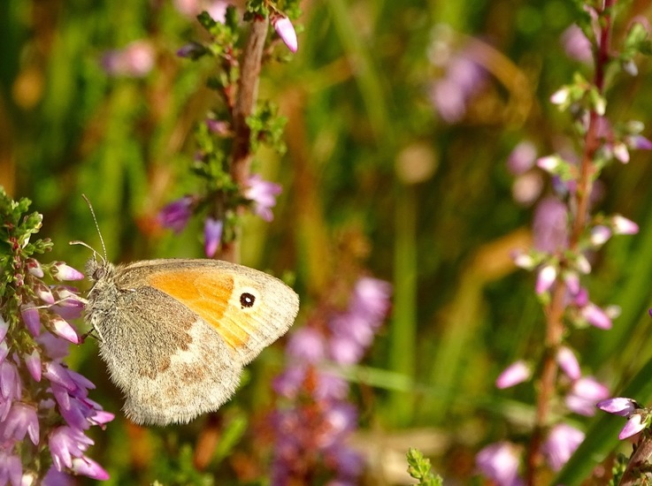 Loonse en Drunense duinen.