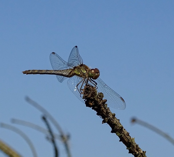 Bruinrode Heidelibelle.