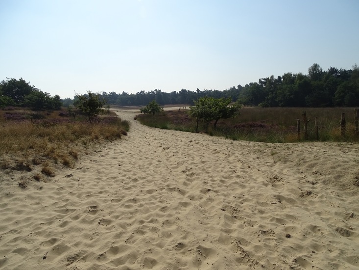 Loonse en Drunense duinen.